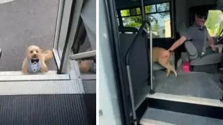 Този мъж има работа мечта - шофьор е на автобус за кучета Видео