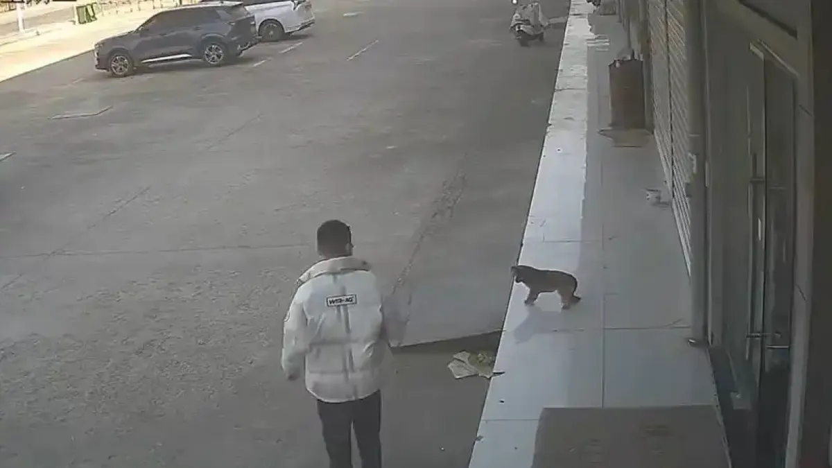Вижте как мъж съжали за решението си да изплаши куче Видео