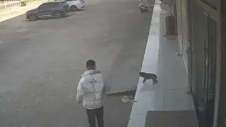 Вижте как мъж съжали за решението си да изплаши куче Видео