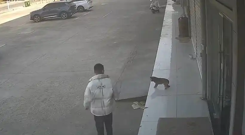 Вижте как мъж съжали за решението си да изплаши куче Видео
