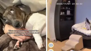 Жена остави кучето си у дома и когато се върна, намери неочаквано послание Снимки