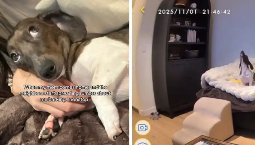 Жена остави кучето си у дома и когато се върна, намери неочаквано послание Снимки