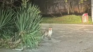 Кума Лиса събра погледите в Търново