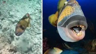 Видео запечата как тропическа риба нападна дайвър