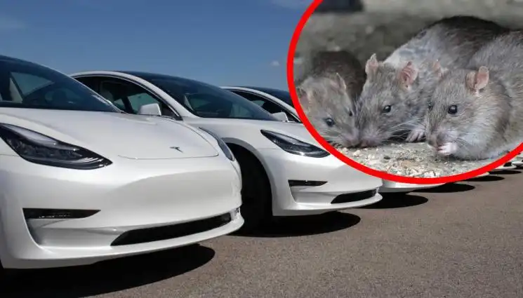 Страшна напаст удари Великобритания, щетите са за милиони, Tesla сред най-уязвимите