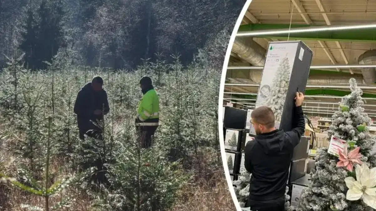 Тази Коледа ще е по-различна, масово в домовете ни влизат...
