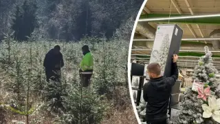 Тази Коледа ще е по-различна, масово в домовете ни влизат...