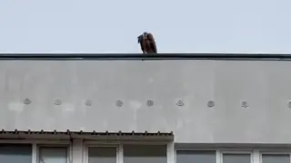Злокобна птица кръжи над на наш град и стресира жители, уби жива плячка Видео