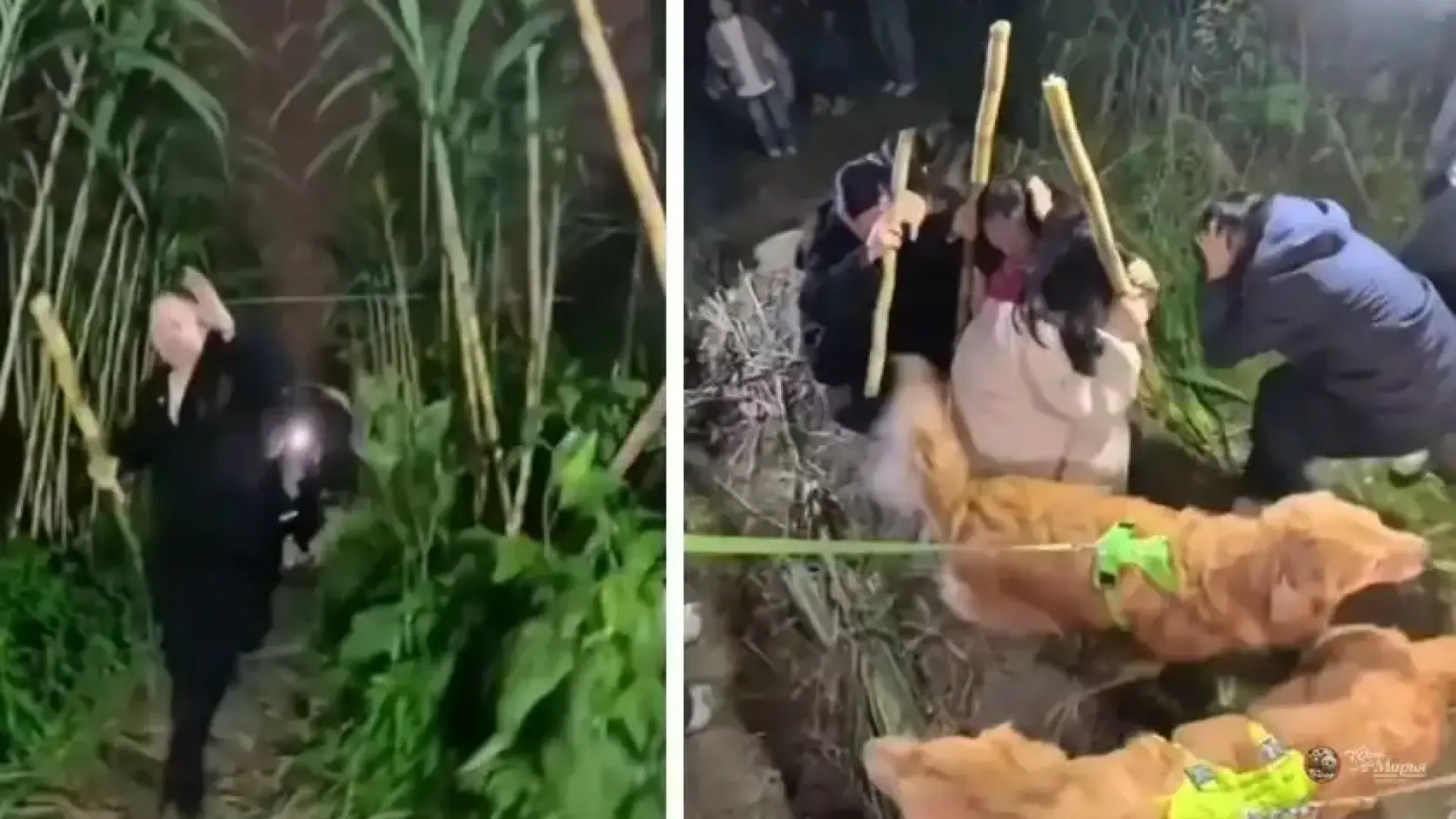 Той превърна фермата си в нещо уникално, което стана хит Видео