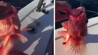Рибари уловиха риба с ясно изразени мъжки характеристики Видео