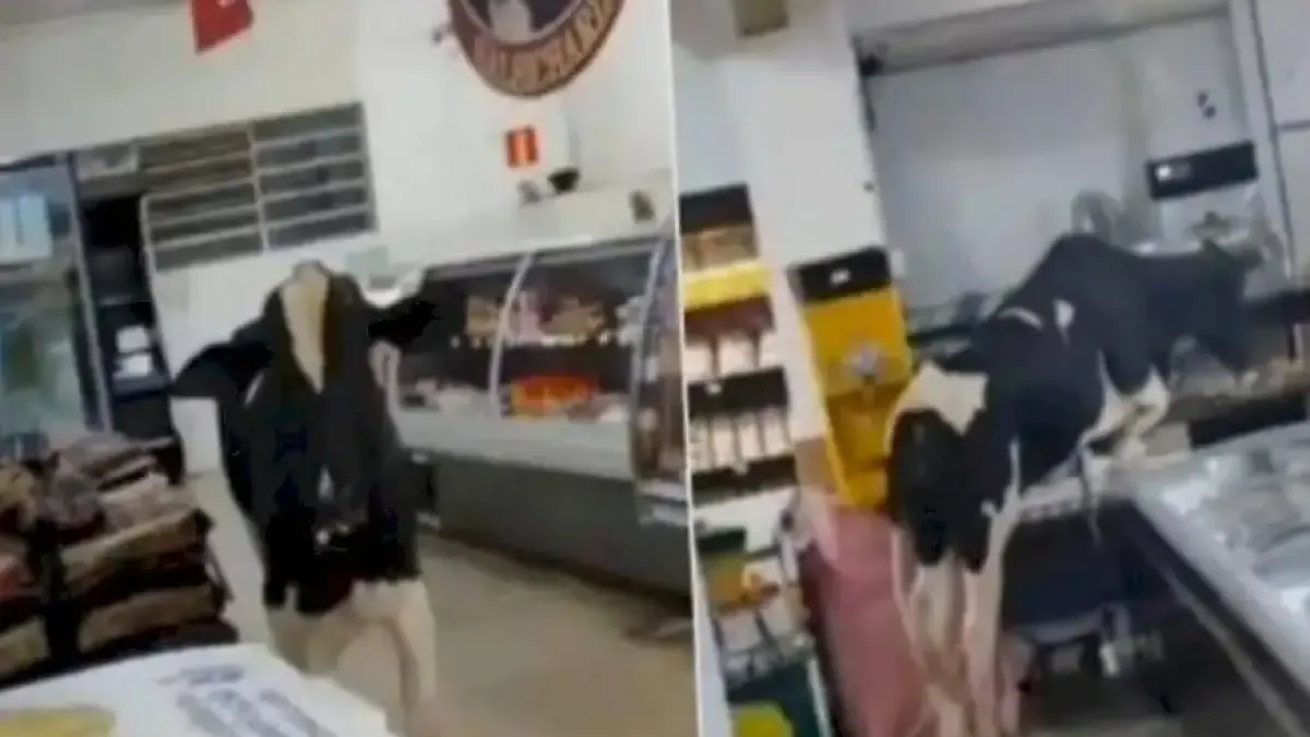 Разярен бик нахлу в супермаркет Видео