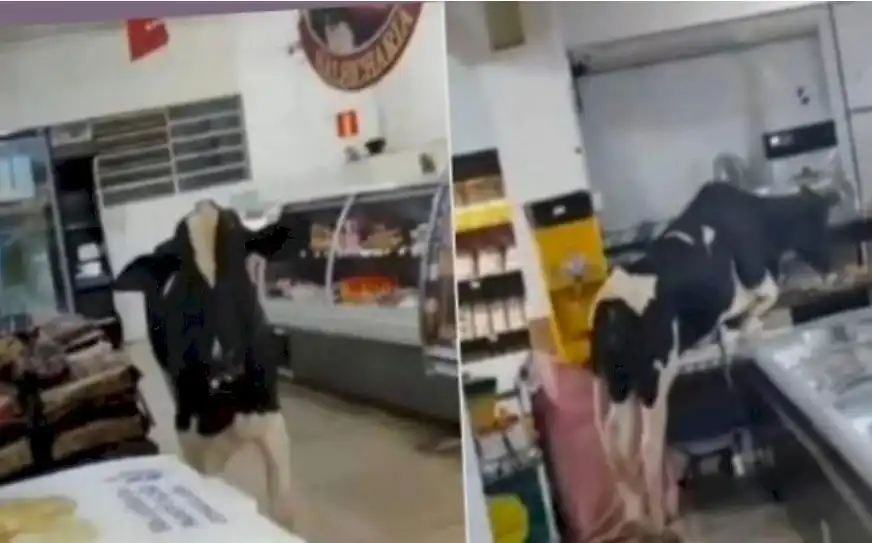 Разярен бик нахлу в супермаркет Видео