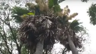 Зрелищен природен феномен преобрази един от най-емблематичните градове в света Видео