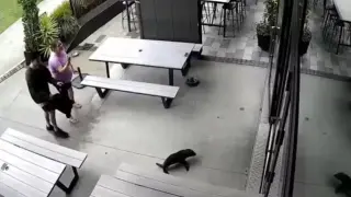 Неочакван клиент: Тюлен влезе в бар и не си тръгна, докато...