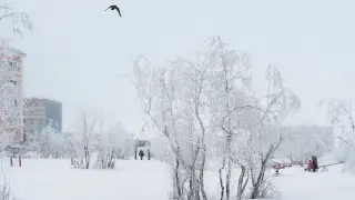 Арктически студове на хоризонта, зимата на века настъпва след Коледа