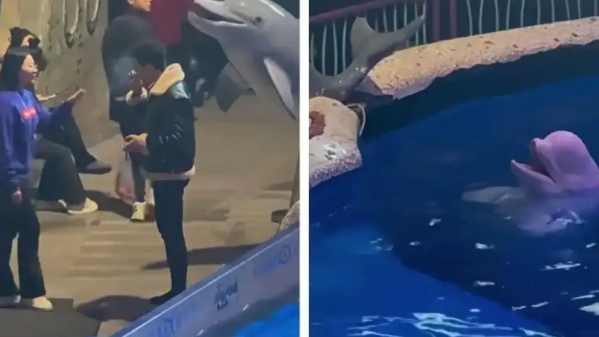 Вижте как белуга излезе от водата и угаси цигара на пушач Видео