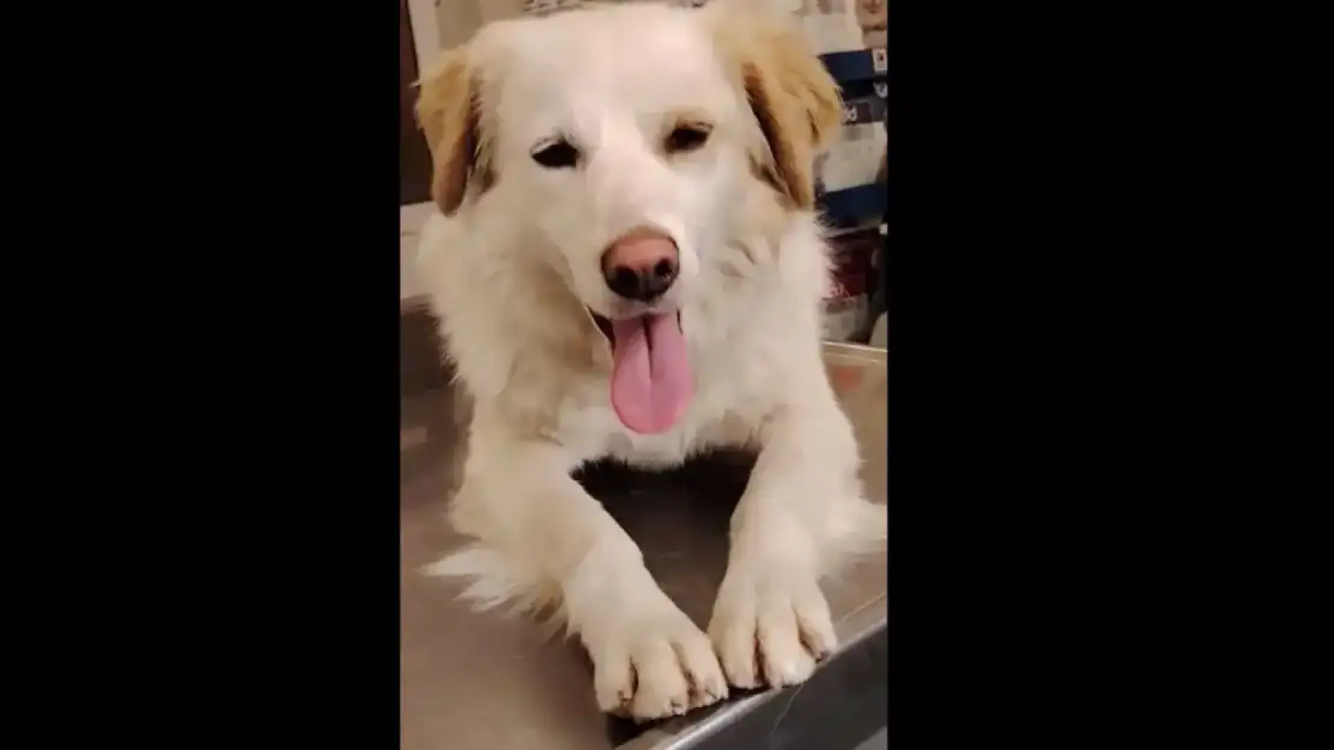 Задържаха насилника, изгаврил се жестоко с куче в Троян Видео