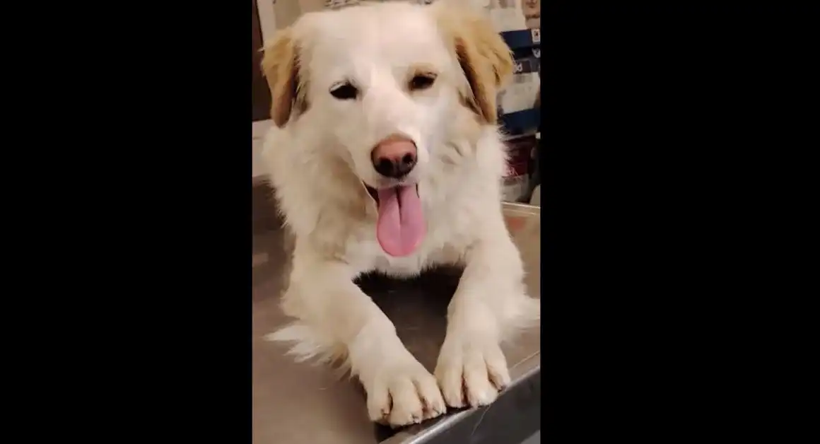 Задържаха насилника, изгаврил се жестоко с куче в Троян Видео