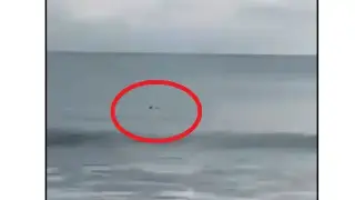 Необичаен силует в морето край Бургас вся смут у местните Видео