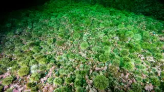 Плъзна морска чума, унищожава всичко по пътя си