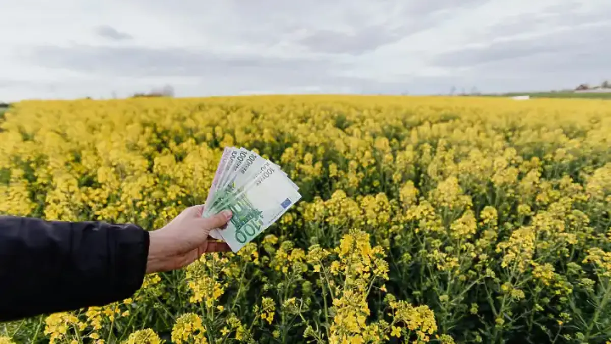 Румъния жъне рекорди с рапицата, а България внася повече