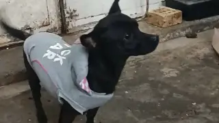 Сладки кученца получиха дрешки, играчки, храна и топли завивки