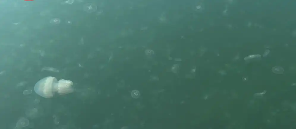 Уникална гледка в морето край Варна Снимки