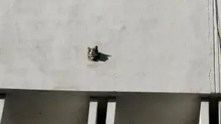 В Пловдив се чудят как е могло това да се случи с тази котка