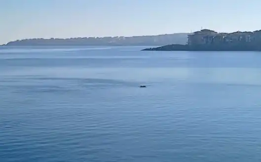 Щракнаха на видео в морето край Созопол...