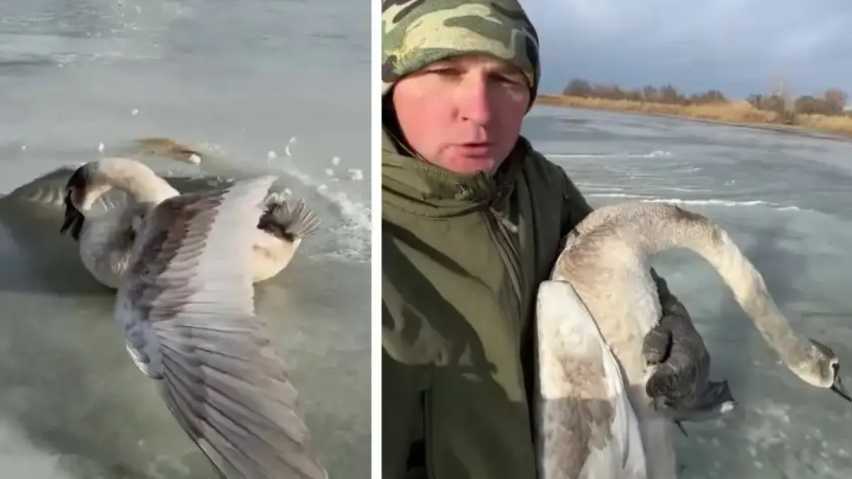 Мъж спаси замръзнал в леда лебед и го... Видео