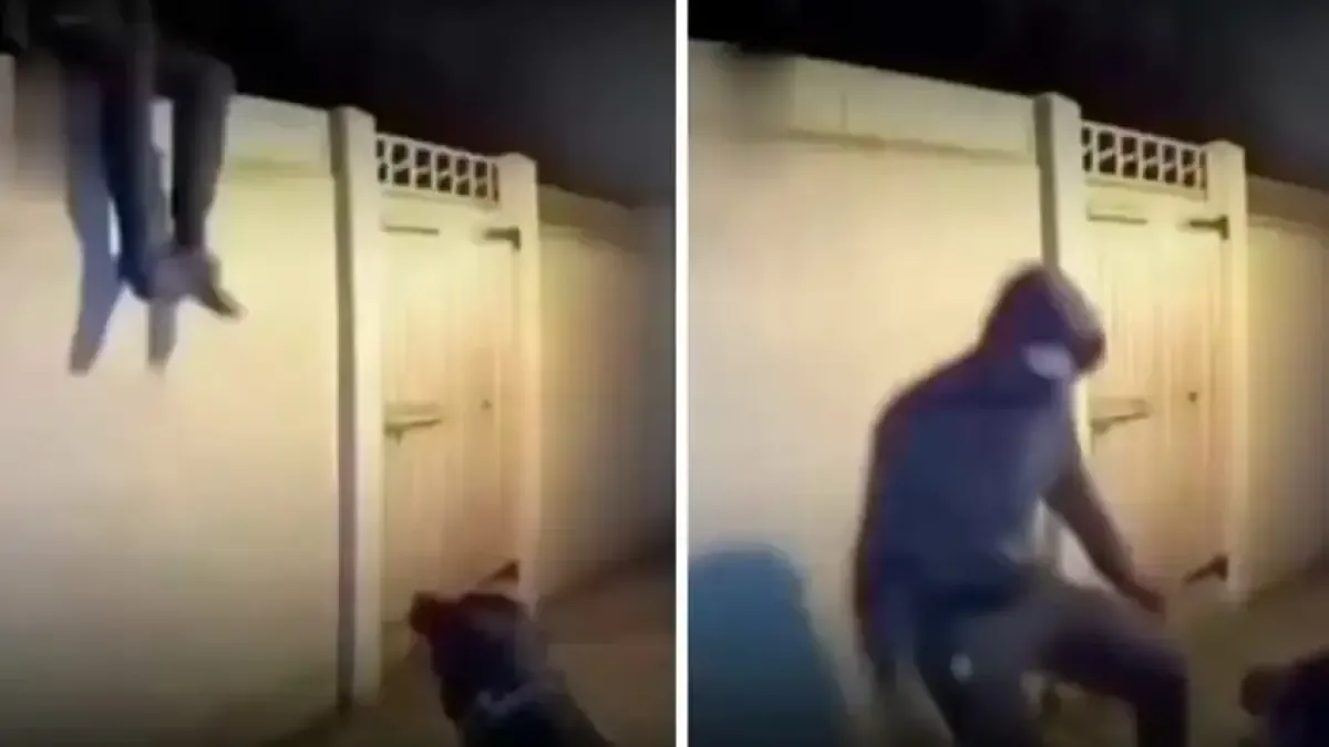 Видео 18+ запечата как куче посрещна брутално неканен гост, влязъл през ограда на къща