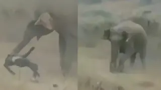 Опит за снимка със слон завърши с трагедия Видео 18+