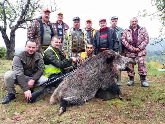 Чудовище от 403 кг падна в Родопите! Такъв глиган не са виждали и старите авджии Снимки