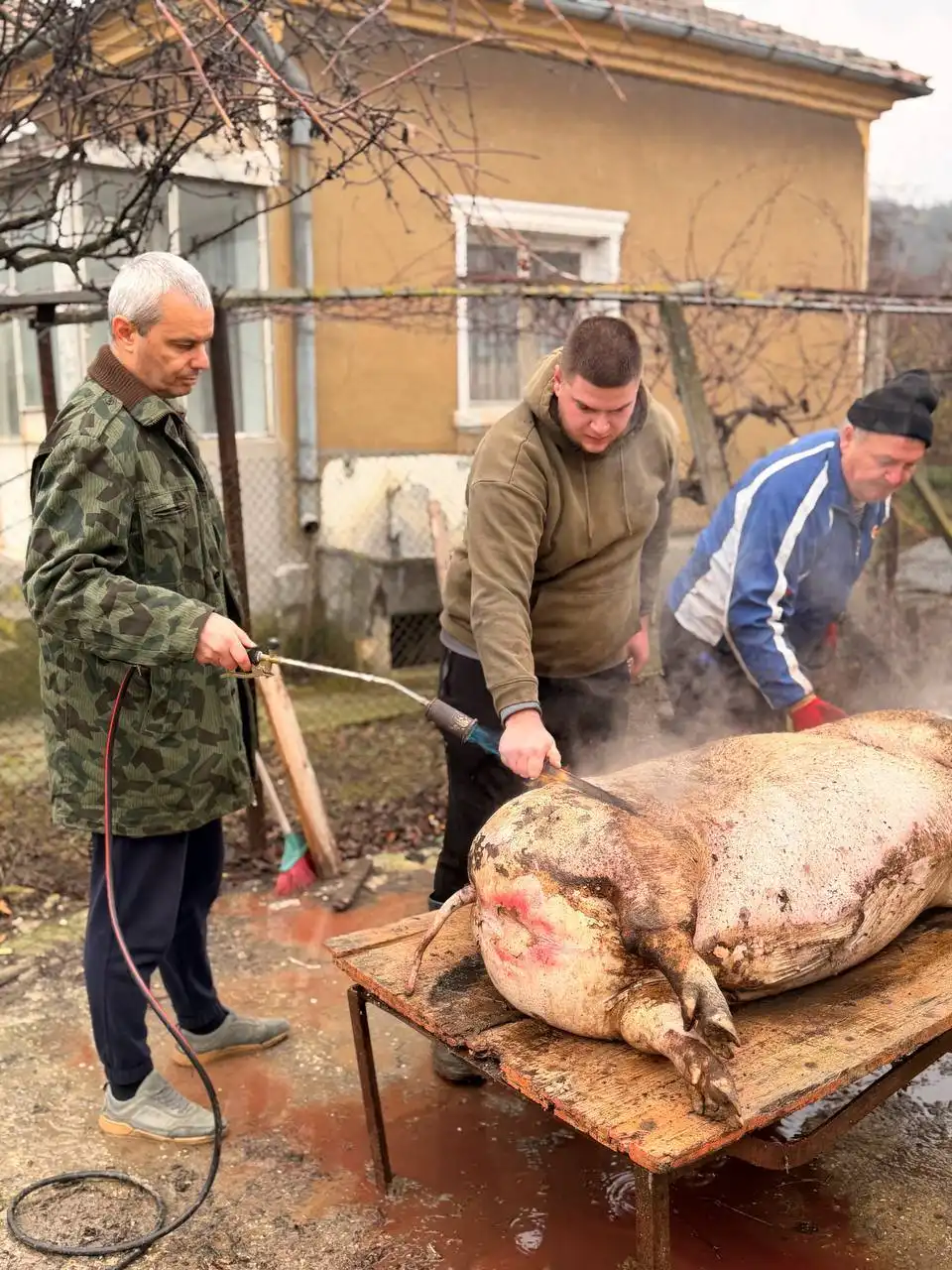 Костадинов: Заклахме Урсула - свинята от родното село на Иво Мирчев! Снимки 18+