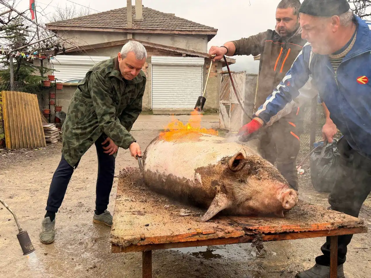 Костадинов: Заклахме Урсула - свинята от родното село на Иво Мирчев! Снимки 18+