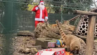 Дядо Коледа изненада животните и децата в Зоопарк Варна Снимки