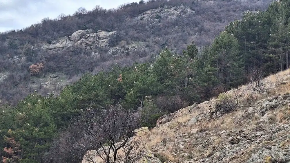 Най-опасната гад у нас нападна още едно приказно място Снимки