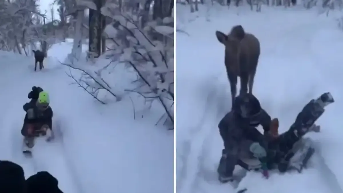 Вижте как деца се сприятелиха с лос и си играят на гоненица Видео