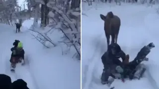 Вижте как деца се сприятелиха с лос и си играят на гоненица Видео