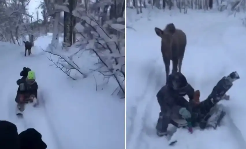 Вижте как деца се сприятелиха с лос и си играят на гоненица Видео