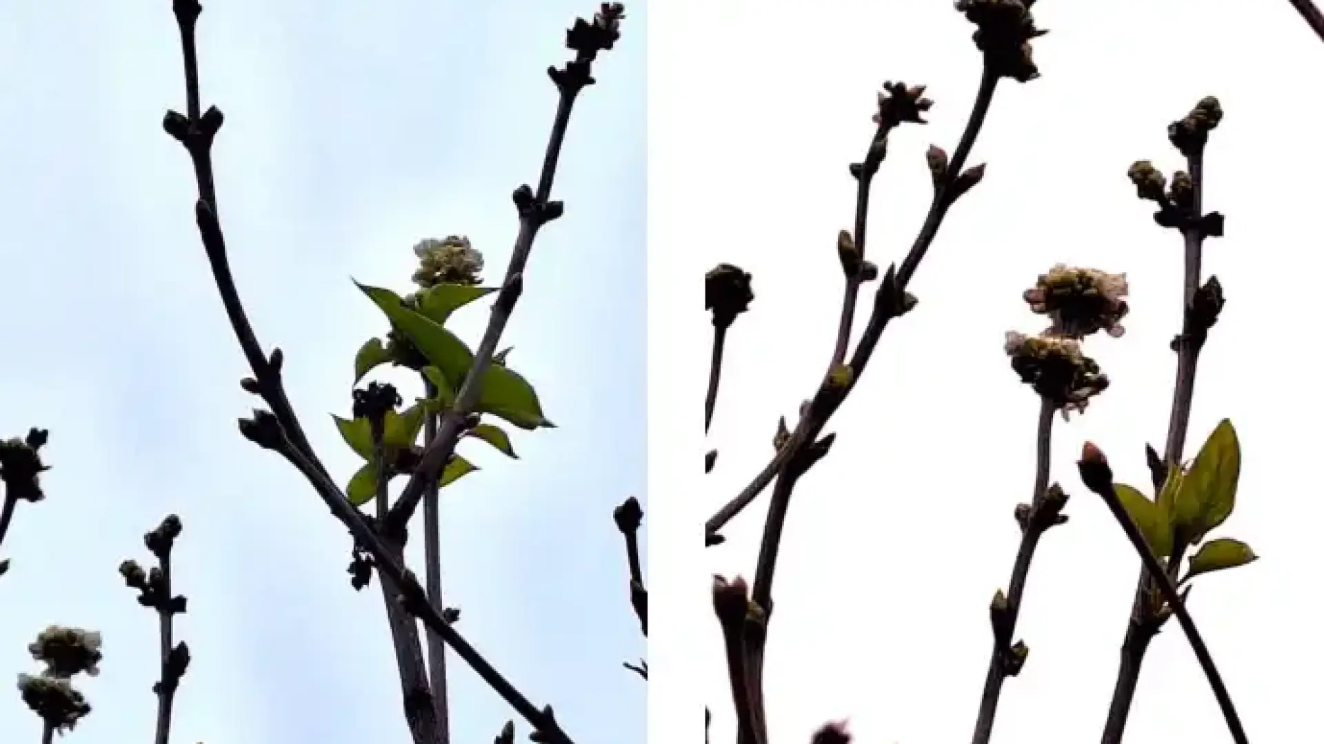 Плашеща аномалия в наш голям град, ще се сбъдне ли старото поверие?