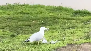 Гларуси масово избиват гълъбите в Кърджали Видео