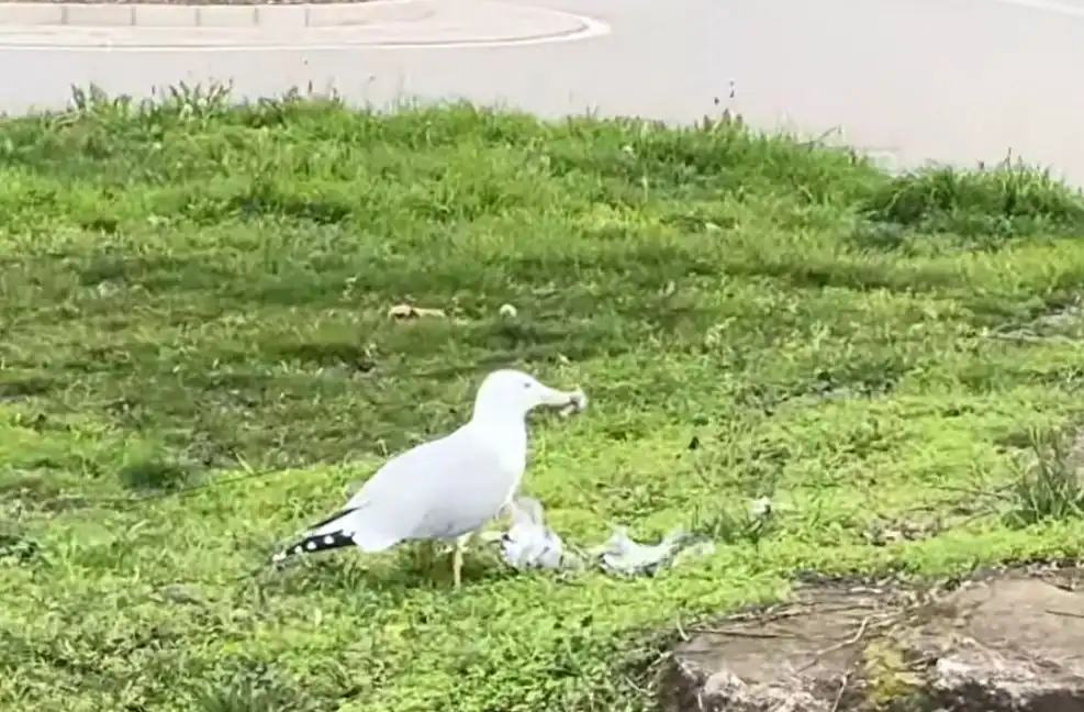 Гларуси масово избиват гълъбите в Кърджали Видео