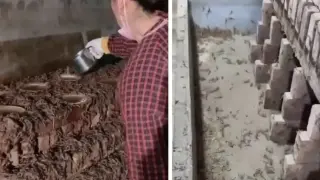 Вижте как се добива най-скъпото вещество от животински произход Видео