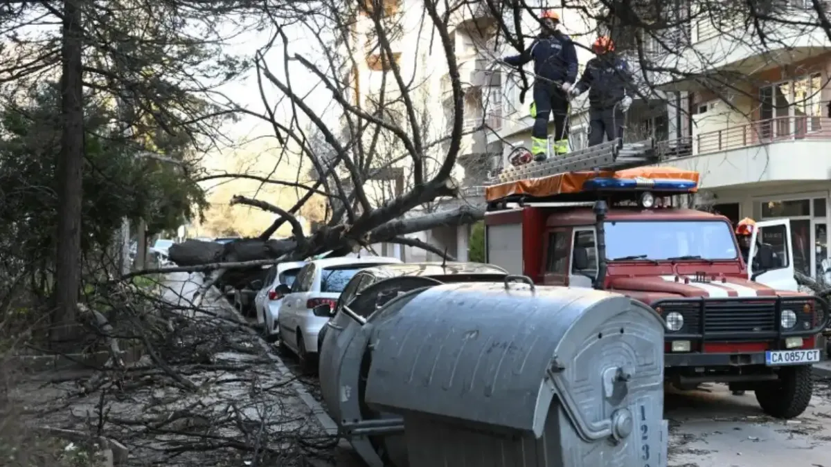 Огромно дърво смаза кола в София Снимки