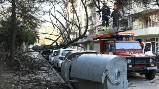 Огромно дърво смаза кола в София Снимки