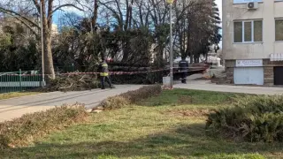 Силен вятър събори голямо иглолистно дърво в центъра на Перник