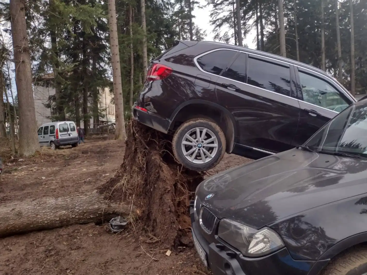 Буреносен вятър прекърши борове в Боровец, коли са потрошени Снимки