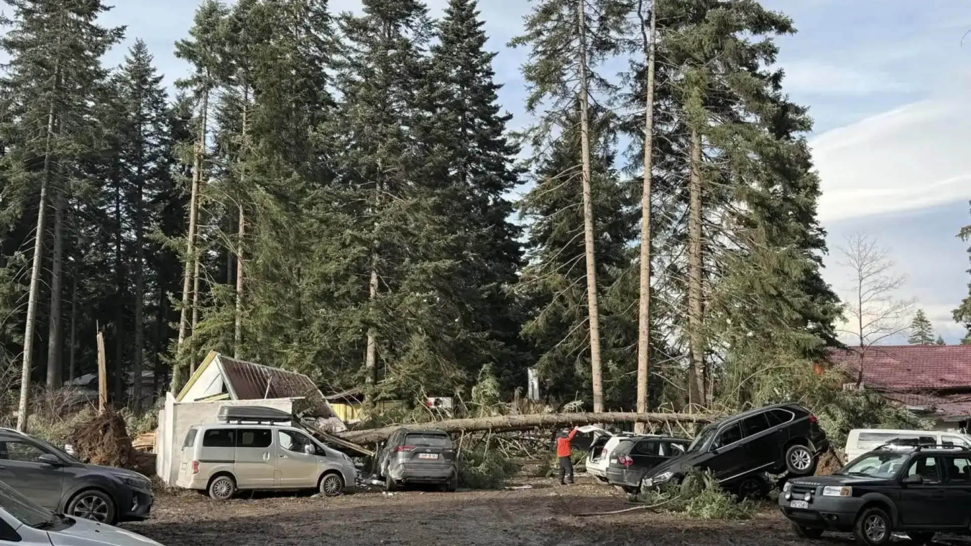 Силният вятър събори щъркелово гнездо в самоковско село
