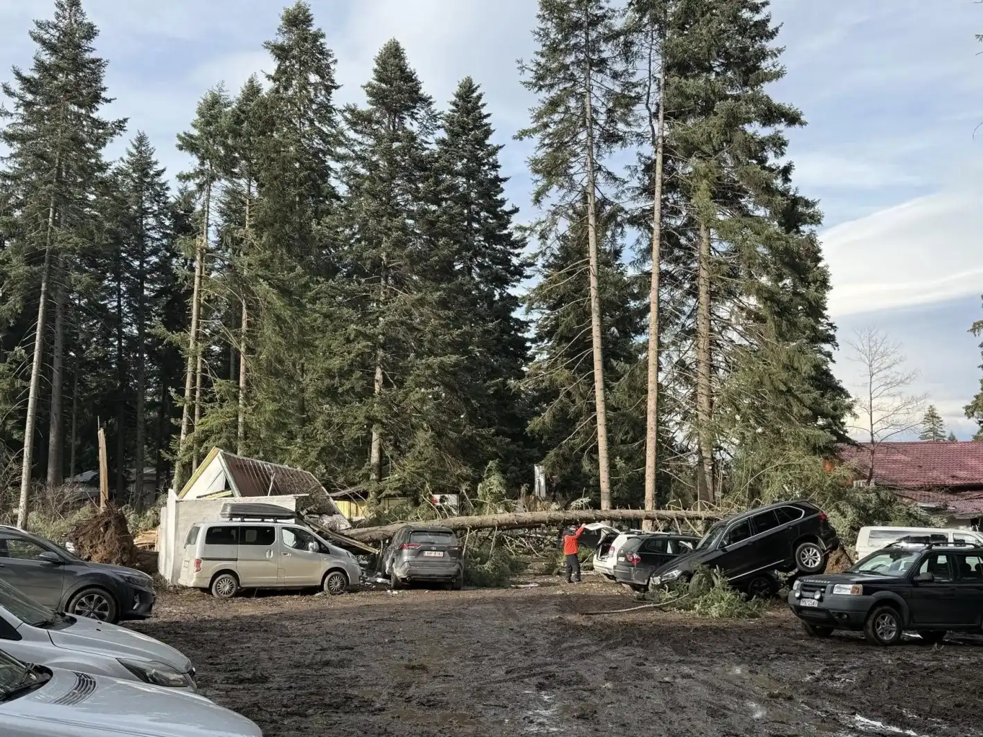 Силният вятър събори щъркелово гнездо в самоковско село